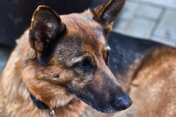 German shepherd watching the street