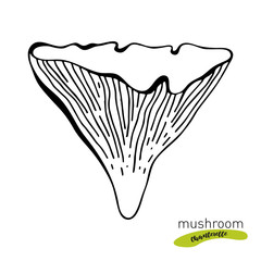 Chanterelle mushroom hand drawn illustration set. Sketch food drawing isolated on white background. Organic vegetarian product. Great for menu, label, packaging,