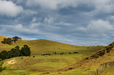 Obraz premium Cows eating grass on the mountains of the north island of New Zealand. Scenery landscape of New Zealand. Cows graze on a green meadow on a sunny summer day. New Zealand nature, holidays, travel 