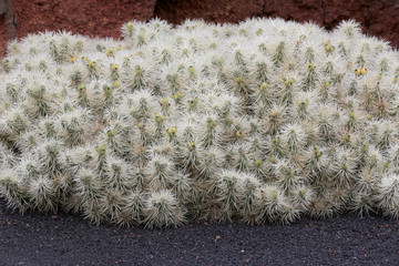 Cylindropuntia tunicata Kakteengewächs, Mexiko, Heilpflanze