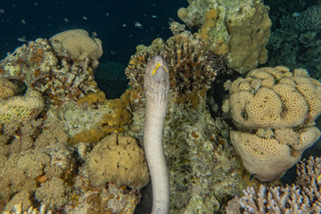 Moray eel Mooray lycodontis undulatus in the Red Sea, eilat israel