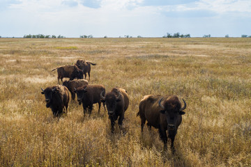 Wild bulls in a reserve in southern Russia