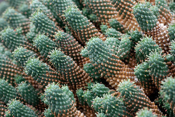 Euphorbia caput-medusae Wolfsmilchgewächs (Euphorbiaceae)