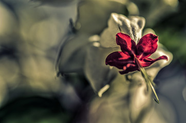 Beautiful dark background with a red flower