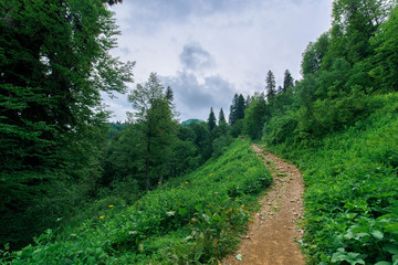 Hiking trail in the woods . mountains