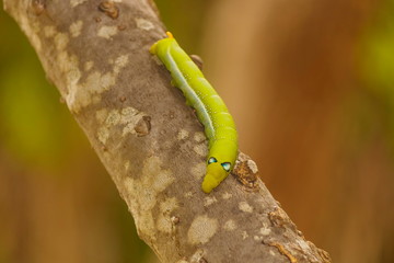 Close-up of green caterpillars on natural trees.