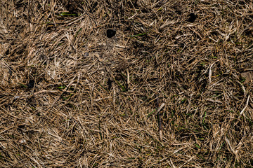 Texture of withered grass