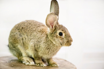 cute funny fluffy animal rabbit looks, background