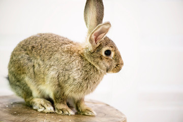 cute funny fluffy animal rabbit looks, background