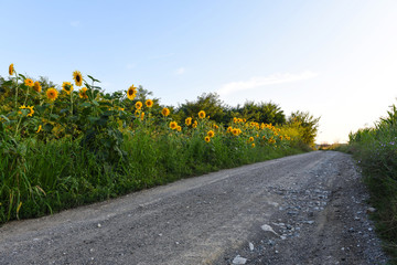 sunflower road