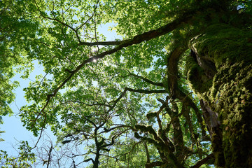 Big tree with leaves