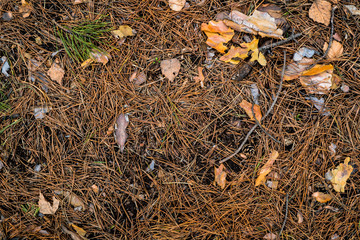 Texture yellowed needles