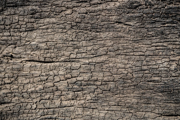 Texture of old wood