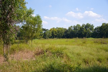 grass field in nature country at Nakhon Nayok , Thailand