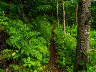 Footpath through thick green forest in summer