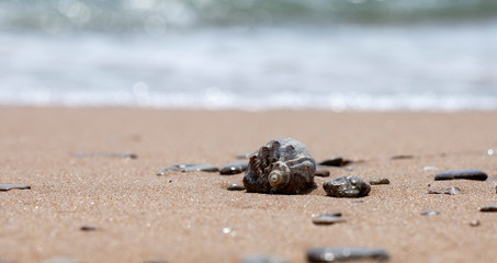 seashell on the sandy beach of the sea