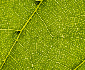 Background image of a leaf of a tree close up
