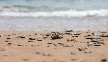 seashell on the sandy beach of the sea