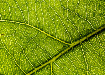 Background image of a leaf of a tree close up
