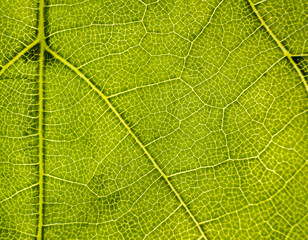 Background image of a leaf of a tree close up