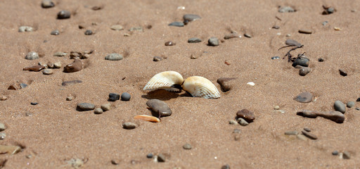 Fototapeta na wymiar seashell on the sandy beach of the sea