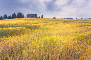 Finnish barley field. Photo from Sotkamo, Finland.