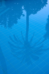 palm tree reflections in a swimmingpool