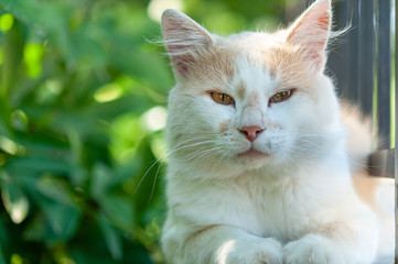 cat on the fence white face