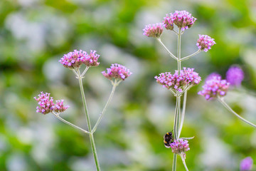 Beautiful purple flower with a bumblebee