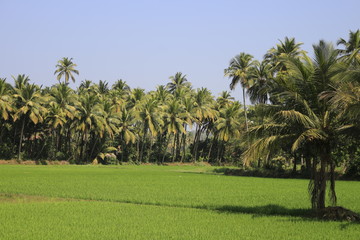 palm trees in the park