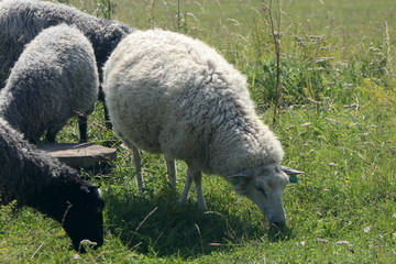 Schafe auf Wiese