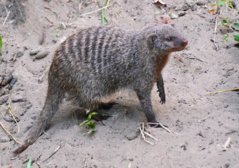 a mongoose runs  on rocks in search of food