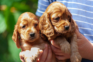 two puppies of American golden cocker spaniel in woman's hands on green garden background