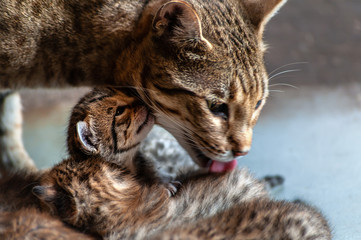 Cute and red cat mum licks little kittens, low key