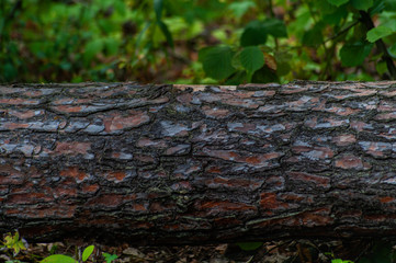 Horizontal pine trunk lays in the forrest - good picture for background or label for your text