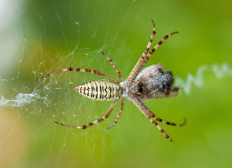 A spider and its prey, close-up on light green horizontal background