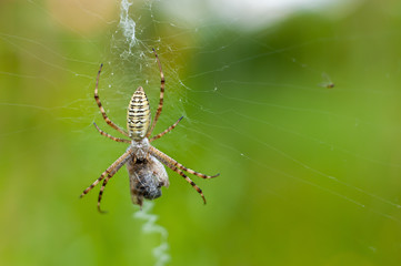 A spider and its prey, close-up on light green background with placeholder