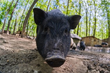 Pig animal on farm, mammal domestic nose,  green nature.
