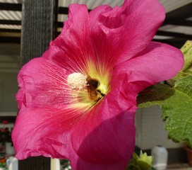 photograph of a bee working on a red mallow flower