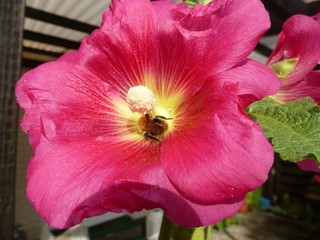photograph of a bee working on a red mallow flower