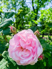 Pink roses in green leaves. Blooming roses in garden. Beautiful pink flowers on blurred background. Copy space