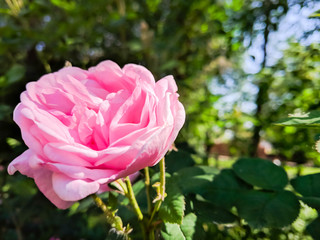 Pink roses in green leaves. Blooming roses in garden. Beautiful pink flowers on blurred background. Copy space