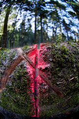 Marque rouge sur un tronc d'arbre marqué pour être débité et transformé