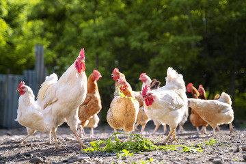 A group of chickens eating green grass in the yard from the feeders