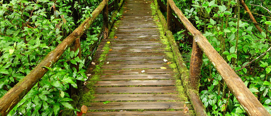 The walk way in the deep forest.