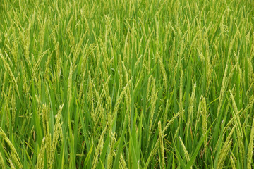 close up of ripening rice in a paddy field