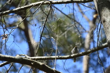 bird