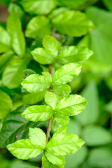 Fototapeta na wymiar Green leaf growth in natural