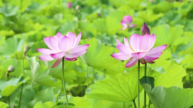 ハスの花畑