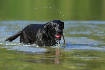 Schwarzer Labrador im Wasser